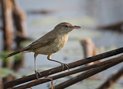 Oriental Reed Warbler