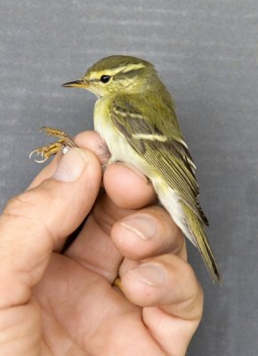 Yellow-browed Warbler