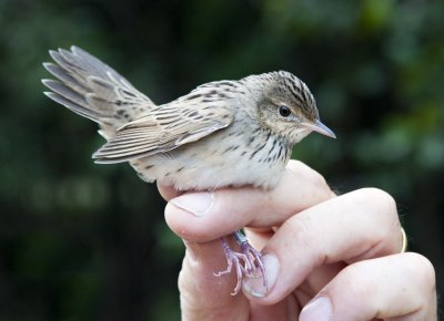 Lanceolated  Warbler