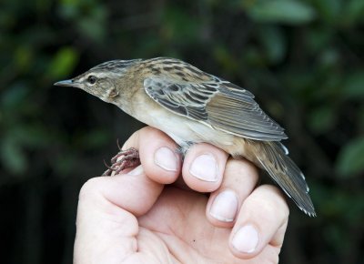 Pallas's Grasshopper Warbler