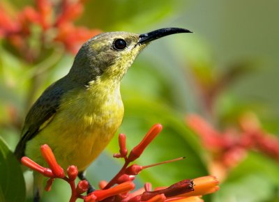 Olive-backed Sunbird