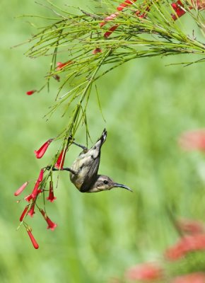 Purple Sunbird