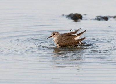 Temminck's Stint