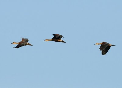 Lesser Whistling Duck