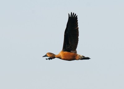 Lesser Whistling Duck