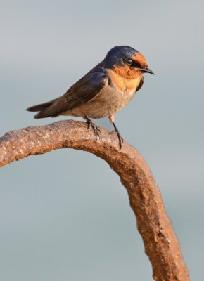 Pacific Swallow