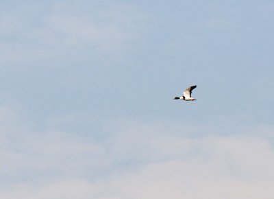 Common Shelduck