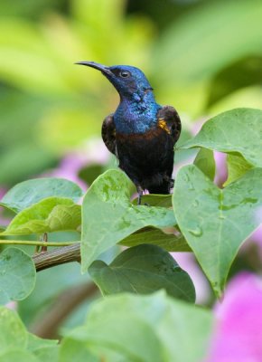 Purple Sunbird