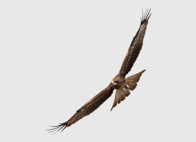 Black-eared Kite