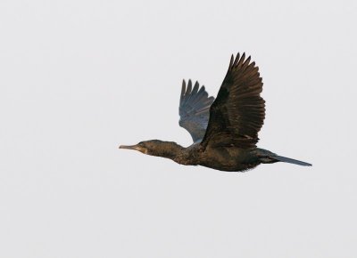 Indian Cormorant