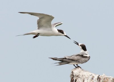 Common Tern