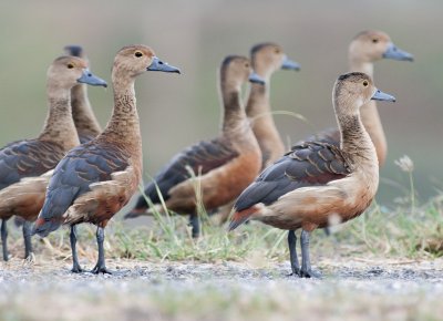 Lesser Whistling Duck