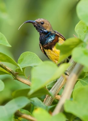 Olive-backed Sunbird