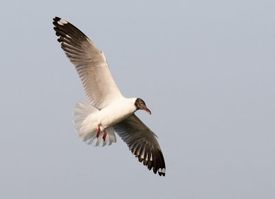 Brown-headed Gull