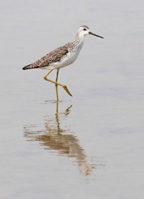 Marsh Sandpiper