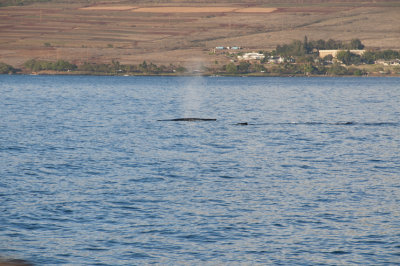 Maui_130.jpg