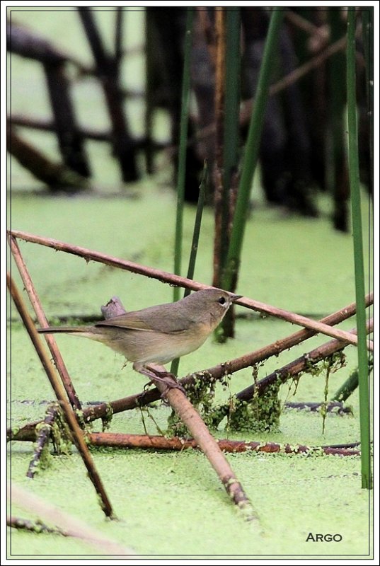 Common Yellowthroat