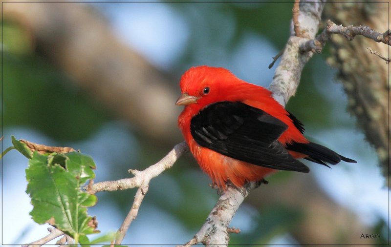 Scarlet Tanager 