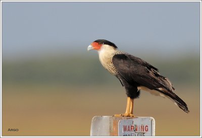 Crested Caracara