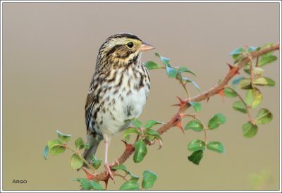 Savannah Sparrow