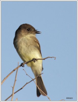 Eastern Phoebe