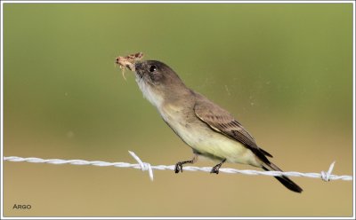 Eastern Phoebe