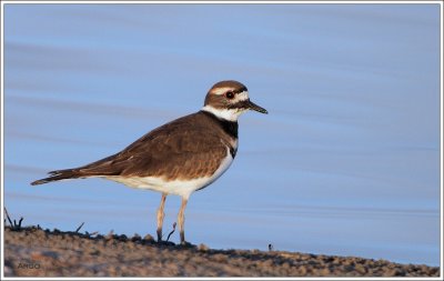 Killdeer