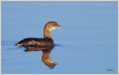 Pied-billed Grebe