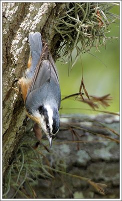 Red-breasted Nuthatch