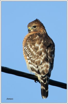 Red-shouldered Hawk