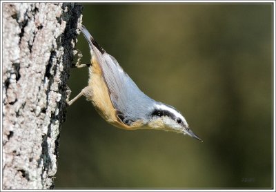 Red-breasted Nuthatch