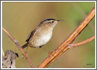 Marsh Wren