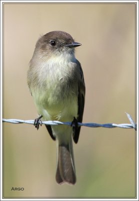 Eastern Phoebe
