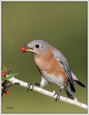 Eastern Bluebird 