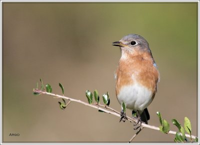 Eastern Bluebird 