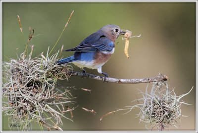 Eastern Bluebird 