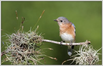 Eastern Bluebird 