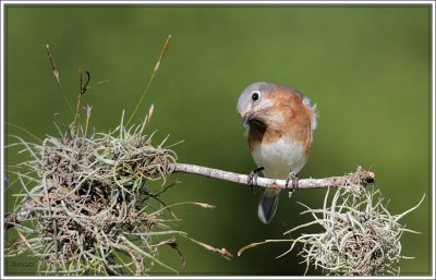 Eastern Bluebird 