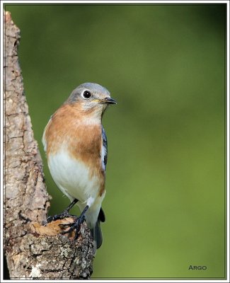 Eastern Bluebird 