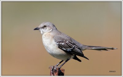 Northern Mockingbird