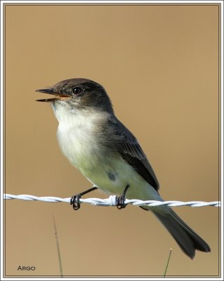 Eastern Phoebe 
