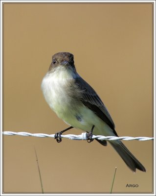 Eastern Phoebe