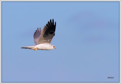 White-tailed Kite