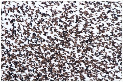 Brown-headed Cowbirds