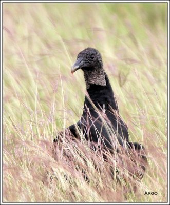 Black Vulture