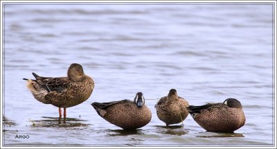 Blue-winged Teal