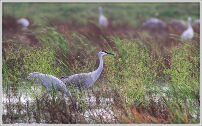 Sandhill Cranes