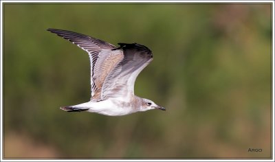 Laughing Gull