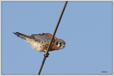 American Kestrel