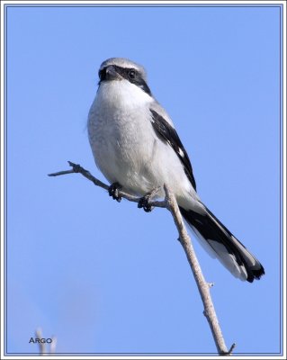 Loggerhead Shrike